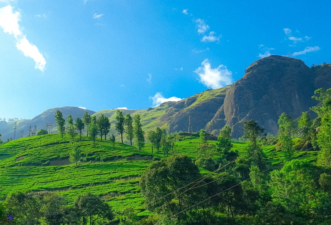 Os 10 principais ingredientes naturais para uma pele brilhante - Afrodite Beauty